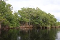Mangroven Black River